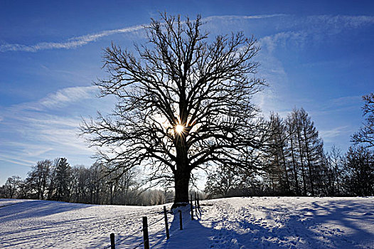 橡树,冬季风景,靠近,施塔恩贝格湖,巴伐利亚,德国,欧洲