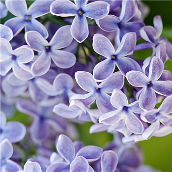 紫罗兰,丁香,花