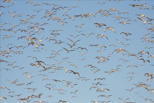 大黑背鸥,银鸥,成群,飞,谢菲尔德,安那波利斯谷地,新斯科舍省,加拿大
