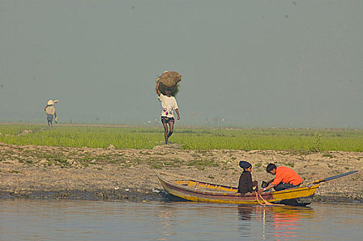 孟加拉,农民,草,牛,稻田,达卡,一月,2007年