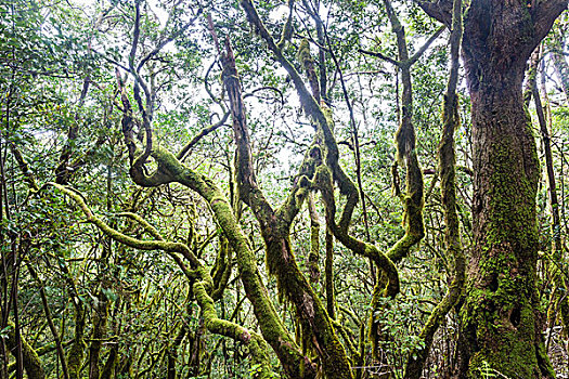 密集,植被,雾林,加拉霍艾国家公园,加纳利群岛,西班牙