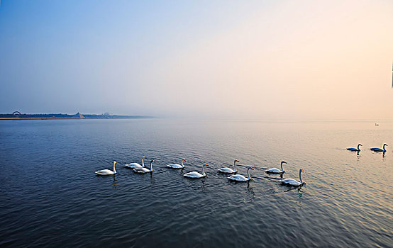 山东荣成天鹅湖