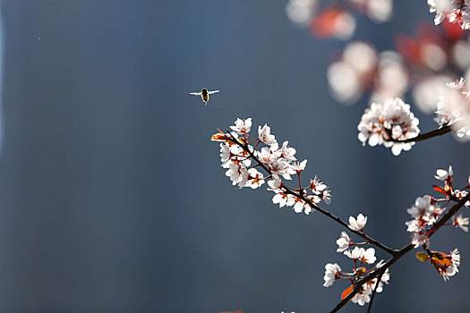 春天的花儿和蜜蜂