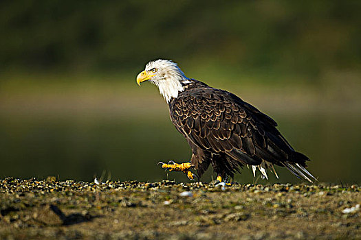 美国,阿拉斯加,卡特麦国家公园,白头鹰,海雕属,雕,走,三文鱼,卵,河流