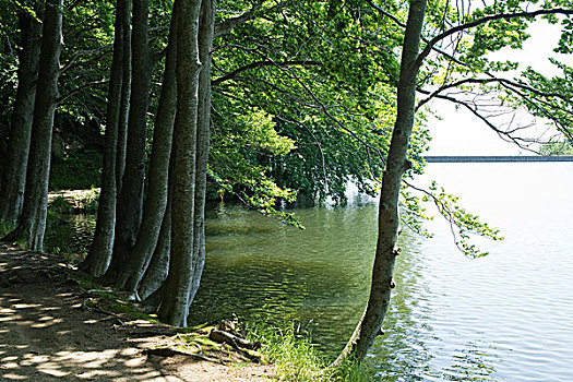 湖,木头