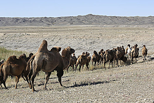 准噶尔盆地旁的骆驼群,新疆阿尔泰
