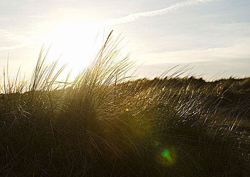 沿岸,沙子,沙丘,草,温暖,太阳,引起,后面