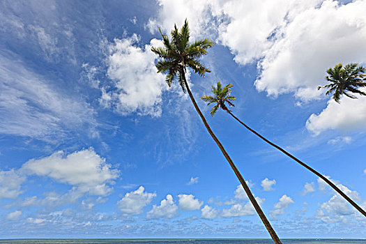 棕榈树,蓝天,海滩,巴西