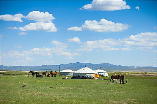 蒙古包,马,蒙古