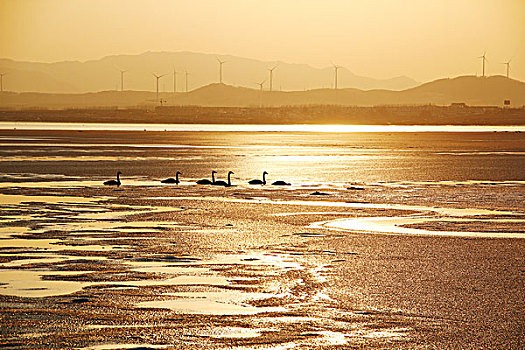 夕阳下滩涂上的天鹅