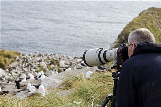 福克兰群岛,摄影,黑眉信天翁,生物群,镜头