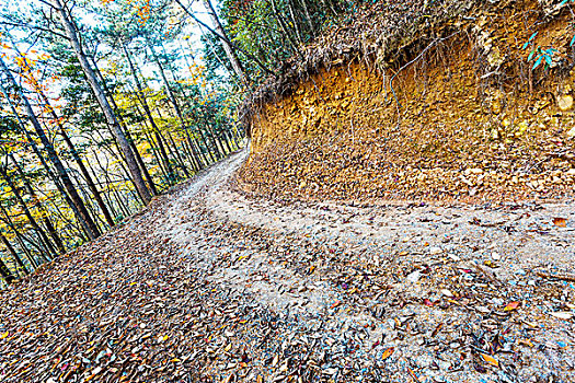 道路,秋天,山