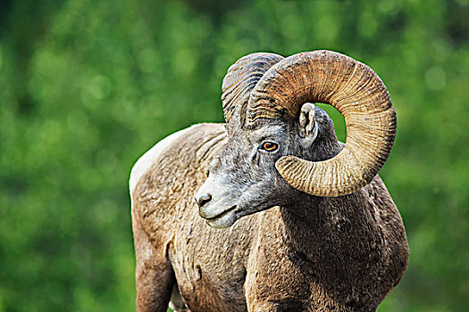 大角羊,班芙国家公园,艾伯塔省,加拿大