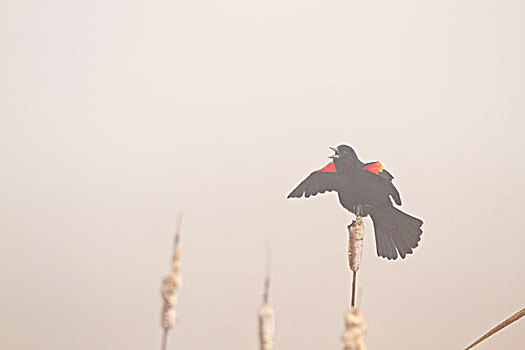 红翅黑鹂,雄性,唱,展示,雾,靠近,湿地,草原,自然,区域,伊利诺斯,美国