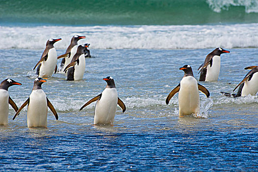 福克兰群岛,岛屿,巴布亚企鹅,水