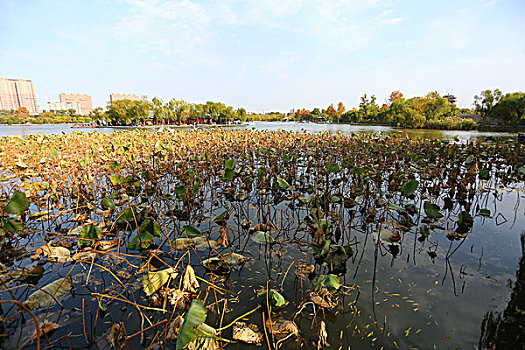 风景