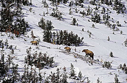 母兽,棕熊,幼兽,加拿大