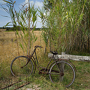 老,生锈,自行车,树,法国