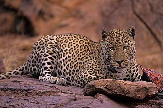 纳米比亚,豹,红岩,进食