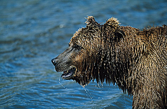 棕熊,水中,抓住,三文鱼