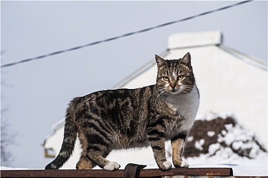 街道,猫