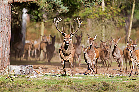 赤鹿,鹿属,鹿,杜鹿,雌鹿,幼兽,牧群,跑,发情期,自然保护区,英格兰,英国,欧洲