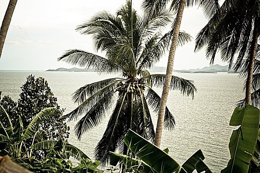 棕榈树,苏梅岛,泰国