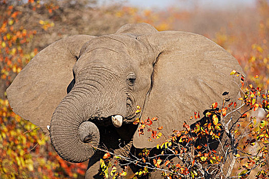 非洲象,雄性动物,浏览,树,林波波河,南非