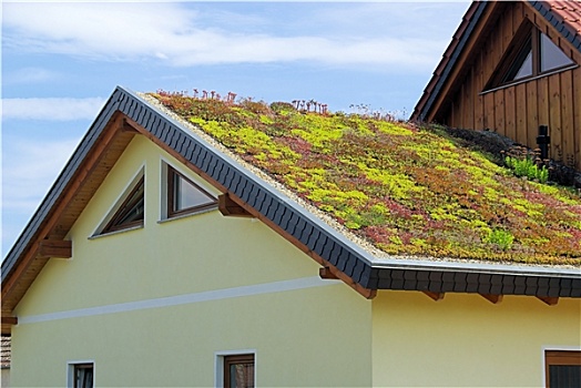 绿色,屋顶