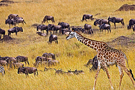 马拉河,长颈鹿,角马,迁徙,马赛马拉,肯尼亚