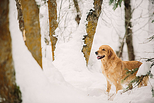 金毛猎犬,狗,雪,树林