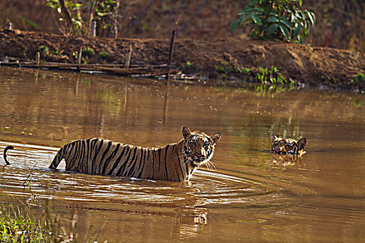 虎,自然保护区,印度