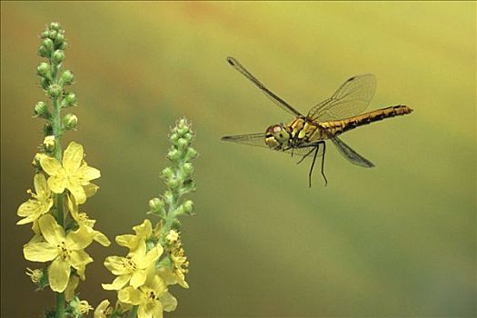 雌性,蜻蜓
