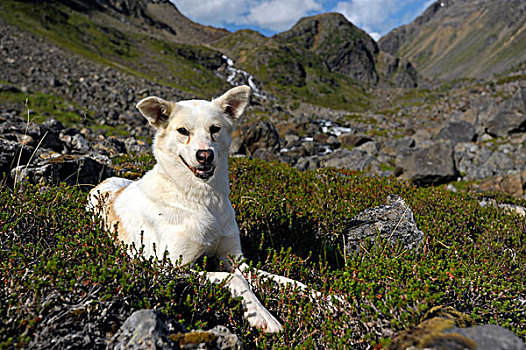 阿拉斯加,哈士奇犬,挪威,欧洲