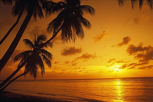 剪影,棕榈树,海滩,加勒比海