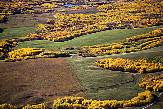 群山,金色,树,艾伯塔省,加拿大
