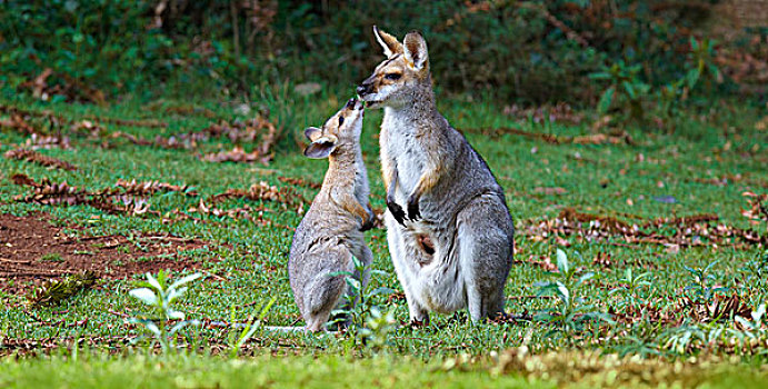 红颈袋鼠,幼兽,舔,嘴,昆士兰,澳大利亚