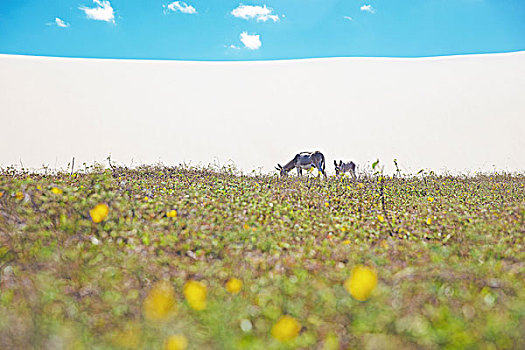 驴,小马,放牧,杰里考考拉,国家公园,巴西,南美