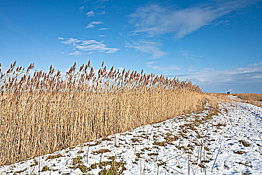 英格兰,诺福克,湿地,芦苇,雪地