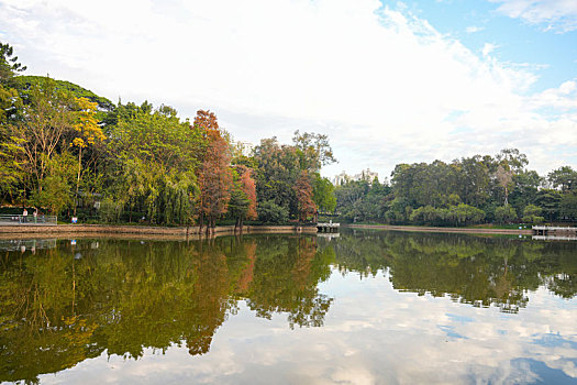 羊城广州天河公园冬季湖边水杉美景