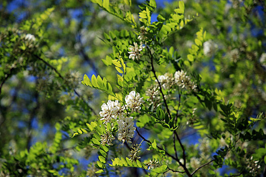 漫山遍野的槐花怒放引来蜜蜂采蜜,游客五一乡村游感受大自然