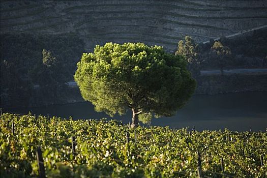 葡萄牙,山谷,小,树,站立,一个,黎明,中间,葡萄藤,九月,北方,著名,控制,酿酒