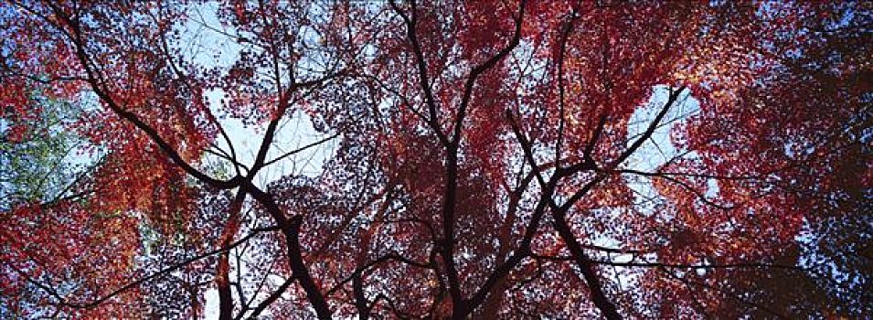 树林,彩色,日本