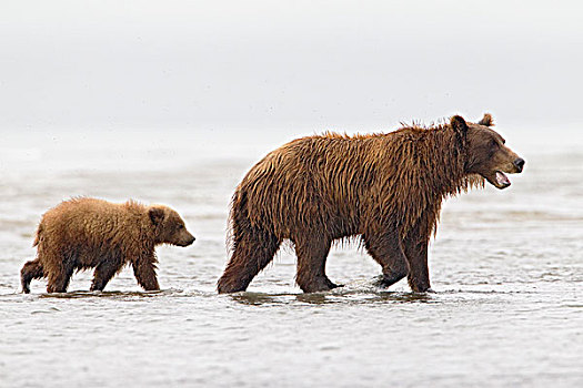 大灰熊,棕熊,母亲,幼兽,涉水,河,克拉克湖,国家公园,阿拉斯加