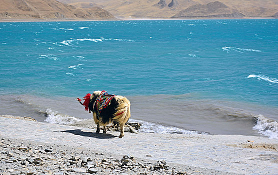 西藏羊卓雍湖