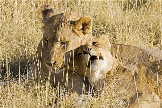 年轻,狮子,埃托沙国家公园,纳米比亚,非洲