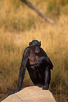 倭黑猩猩,俾格米人,黑猩猩,坐,石头