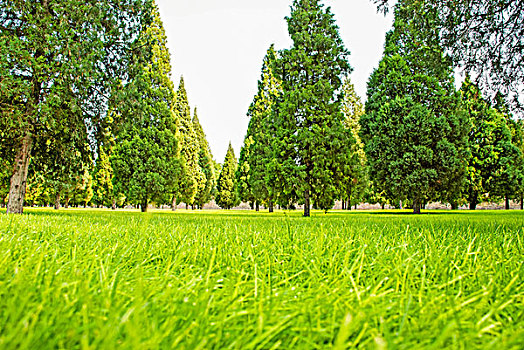 绿色的草地树林