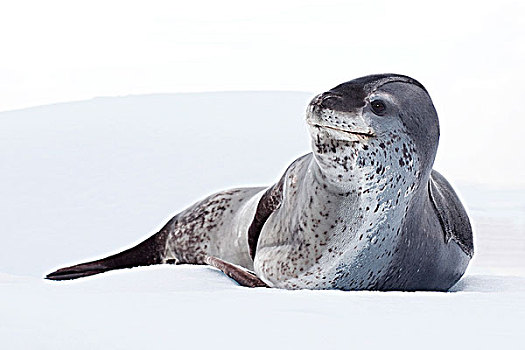 雌性,海豹,休息,浮冰,南极半岛,南极