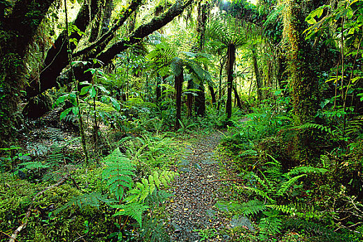 小路,雨林,西区国家公园,新西兰